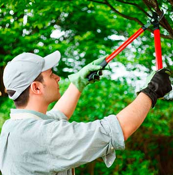 Barrios Tree Service