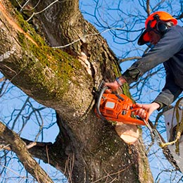 Tree Service