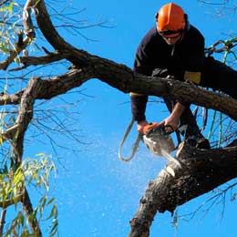 Tree Trimming