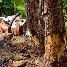 Tree Removal 