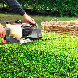 Bush Trimming